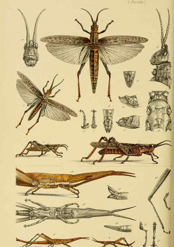 Reproducción/Reproduction 6008518390: Natural history of Victoria. Dec.11-15 Melbourne,J.Ferres, government printer;1885-90