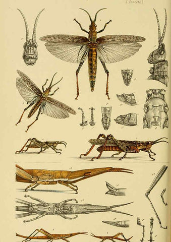 Reproducción/Reproduction 6008518390: Natural history of Victoria. Dec.11-15 Melbourne,J.Ferres, government printer;1885-90