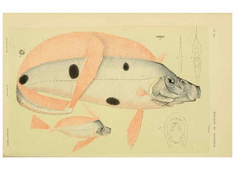 Reproducción/Reproduction 6007968133: Natural history of Victoria. Dec.11-15 Melbourne,J.Ferres, government printer;1885-90