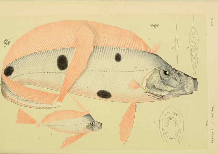 Reproducción/Reproduction 6007968133: Natural history of Victoria. Dec.11-15 Melbourne,J.Ferres, government printer;1885-90