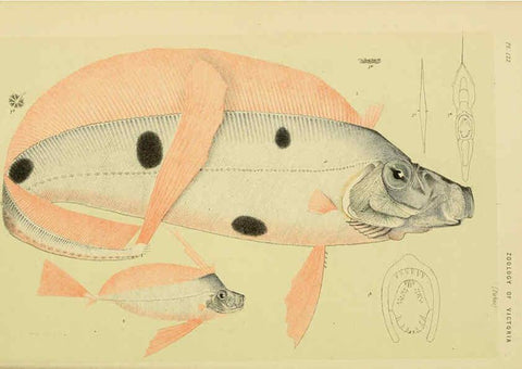 Reproducción/Reproduction 6007968133: Natural history of Victoria. Dec.11-15 Melbourne,J.Ferres, government printer;1885-90