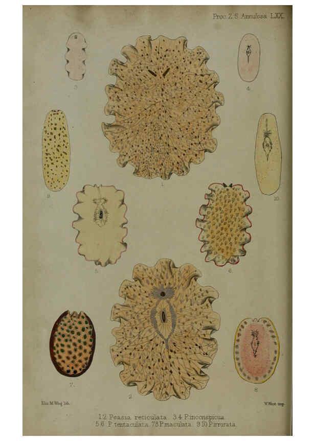 Reproducción/Reproduction 6005657059: Proceedings of the Zoological Society of London. 1860. London :Academic Press, [etc.],1833-1965