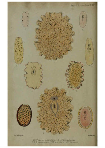 Reproducción/Reproduction 6005657059: Proceedings of the Zoological Society of London. 1860. London :Academic Press, [etc.],1833-1965