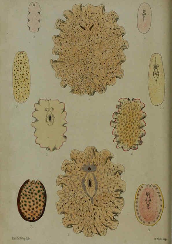 Reproducción/Reproduction 6005657059: Proceedings of the Zoological Society of London. 1860. London :Academic Press, [etc.],1833-1965