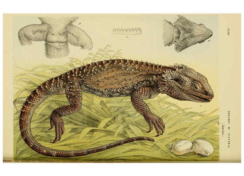 Reproducción/Reproduction 6008515654: Natural history of Victoria. Dec.11-15 Melbourne,J.Ferres, government printer;1885-90