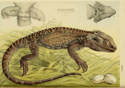 Reproducción/Reproduction 6008515654: Natural history of Victoria. Dec.11-15 Melbourne,J.Ferres, government printer;1885-90