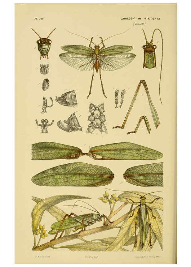 Reproducción/Reproduction 6007967713: Natural history of Victoria. Dec.11-15 Melbourne,J.Ferres, government printer;1885-90
