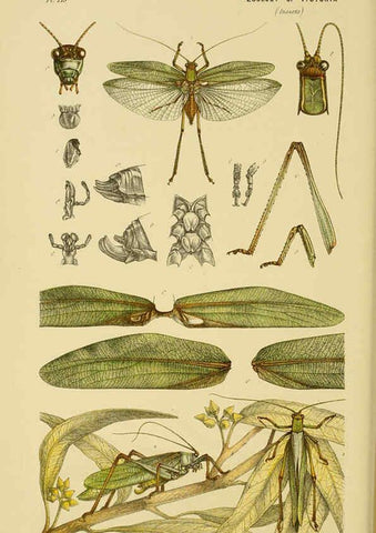 Reproducción/Reproduction 6007967713: Natural history of Victoria. Dec.11-15 Melbourne,J.Ferres, government printer;1885-90