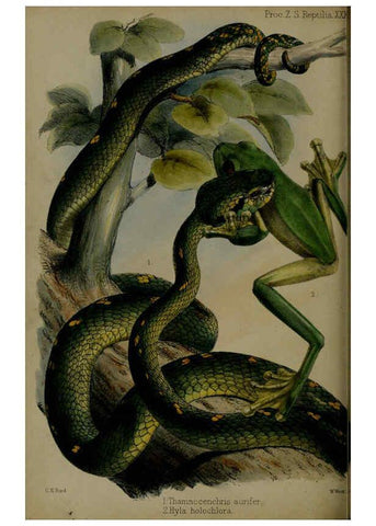 Reproducción/Reproduction 6006213918: Proceedings of the Zoological Society of London. 1860. London :Academic Press, [etc.],1833-1965