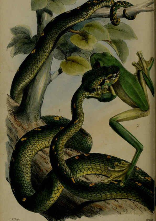 Reproducción/Reproduction 6006213918: Proceedings of the Zoological Society of London. 1860. London :Academic Press, [etc.],1833-1965