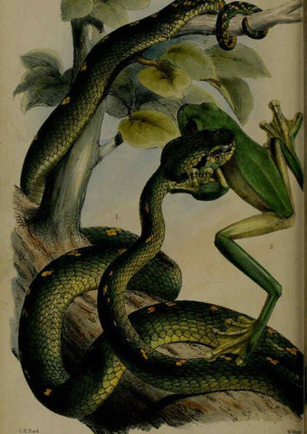 Reproducción/Reproduction 6006213918: Proceedings of the Zoological Society of London. 1860. London :Academic Press, [etc.],1833-1965