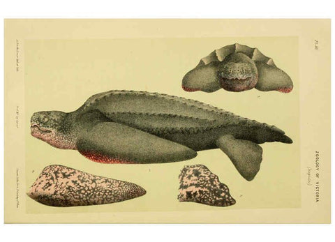 Reproducción/Reproduction 6007965145: Natural history of Victoria. Dec.11-15 Melbourne,J.Ferres, government printer;1885-90