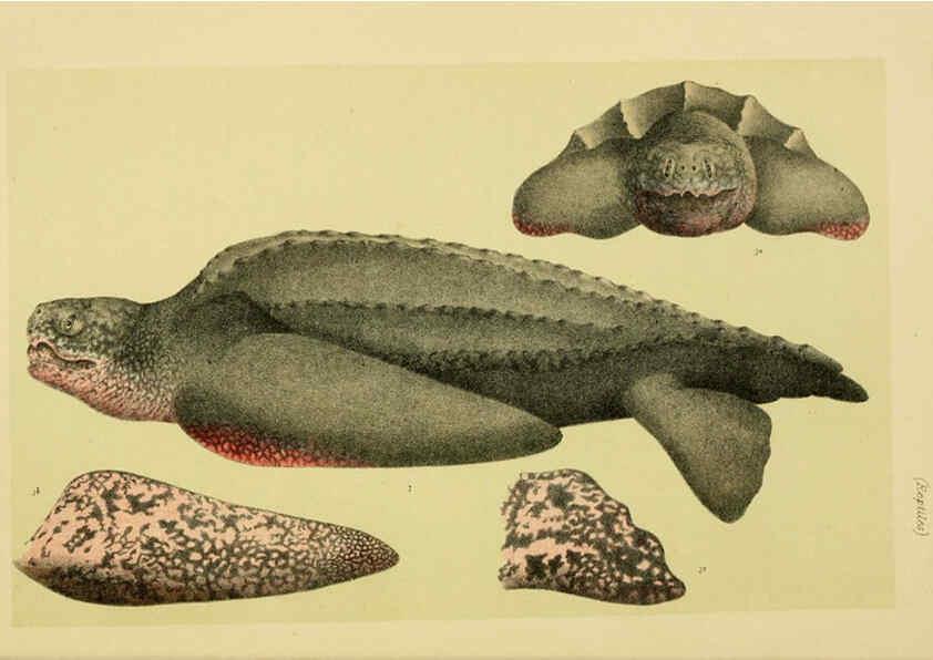 Reproducción/Reproduction 6007965145: Natural history of Victoria. Dec.11-15 Melbourne,J.Ferres, government printer;1885-90