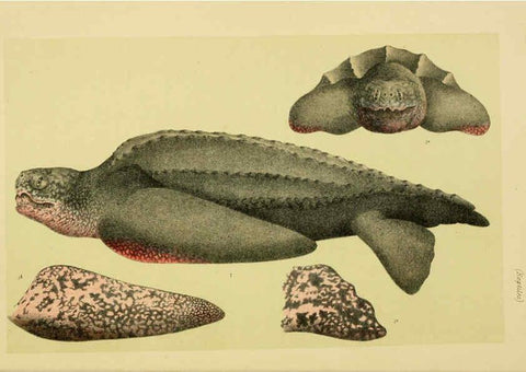 Reproducción/Reproduction 6007965145: Natural history of Victoria. Dec.11-15 Melbourne,J.Ferres, government printer;1885-90
