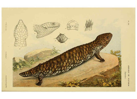 Reproducción/Reproduction 6008513068: Natural history of Victoria. Dec.11-15 Melbourne,J.Ferres, government printer;1885-90