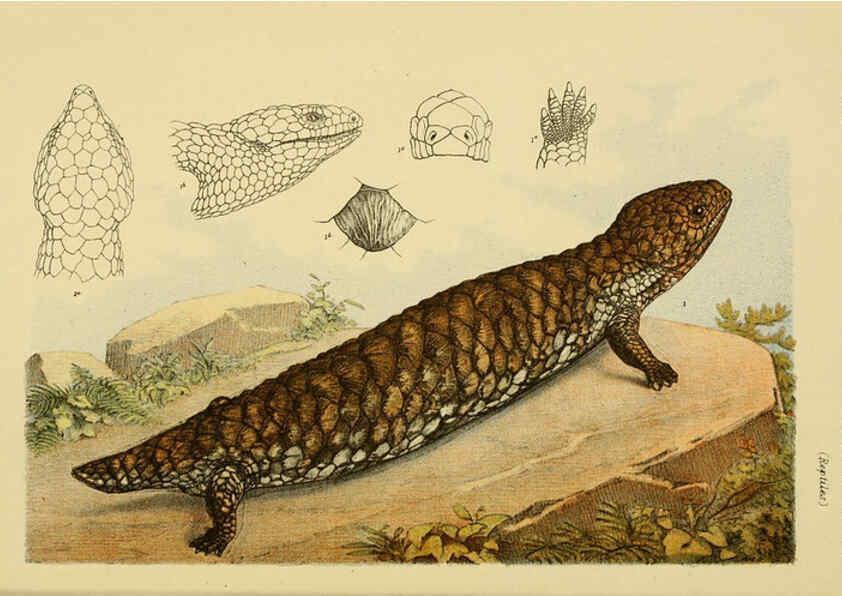 Reproducción/Reproduction 6008513068: Natural history of Victoria. Dec.11-15 Melbourne,J.Ferres, government printer;1885-90