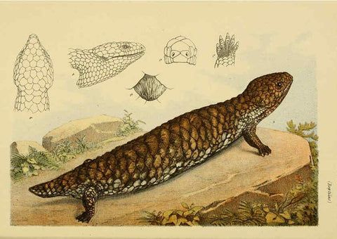 Reproducción/Reproduction 6008513068: Natural history of Victoria. Dec.11-15 Melbourne,J.Ferres, government printer;1885-90