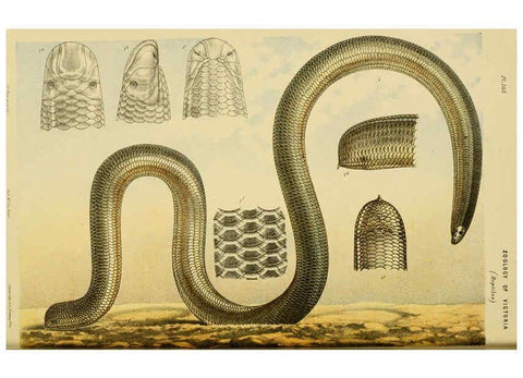 Reproducción/Reproduction 6007965701: Natural history of Victoria. Dec.11-15 Melbourne,J.Ferres, government printer;1885-90