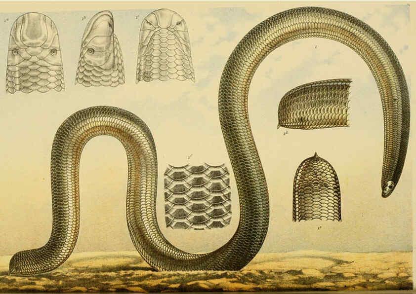 Reproducción/Reproduction 6007965701: Natural history of Victoria. Dec.11-15 Melbourne,J.Ferres, government printer;1885-90