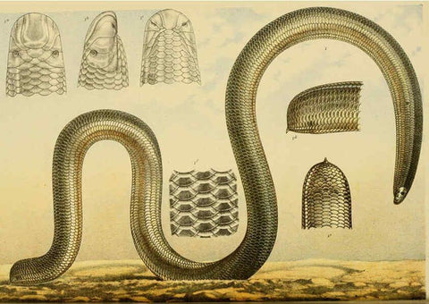 Reproducción/Reproduction 6007965701: Natural history of Victoria. Dec.11-15 Melbourne,J.Ferres, government printer;1885-90