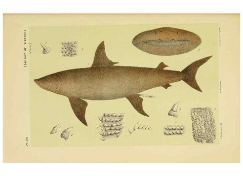 Reproducción/Reproduction 6008513658: Natural history of Victoria. Dec.11-15 Melbourne,J.Ferres, government printer;1885-90