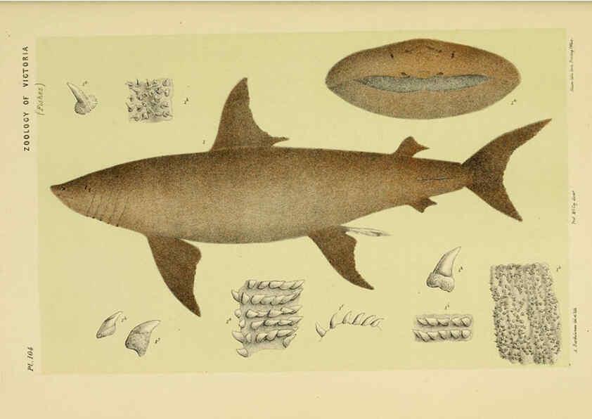 Reproducción/Reproduction 6008513658: Natural history of Victoria. Dec.11-15 Melbourne,J.Ferres, government printer;1885-90