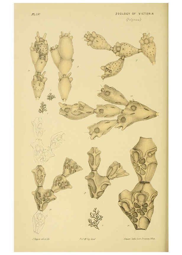 Reproducción/Reproduction 6007965955: Natural history of Victoria. Dec.11-15 Melbourne,J.Ferres, government printer;1885-90