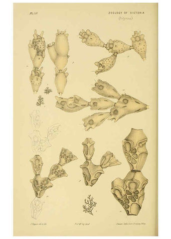 Reproducción/Reproduction 6007965955: Natural history of Victoria. Dec.11-15 Melbourne,J.Ferres, government printer;1885-90