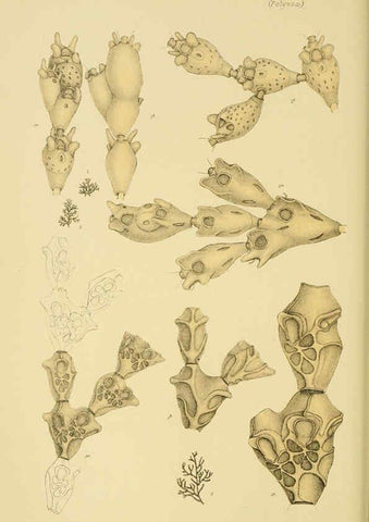 Reproducción/Reproduction 6007965955: Natural history of Victoria. Dec.11-15 Melbourne,J.Ferres, government printer;1885-90