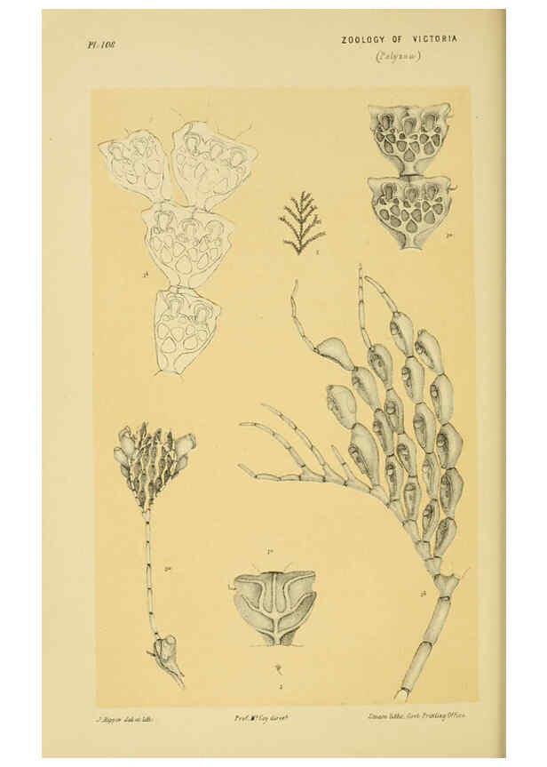 Reproducción/Reproduction 6007966147: Natural history of Victoria. Dec.11-15 Melbourne,J.Ferres, government printer;1885-90