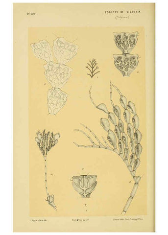 Reproducción/Reproduction 6007966147: Natural history of Victoria. Dec.11-15 Melbourne,J.Ferres, government printer;1885-90