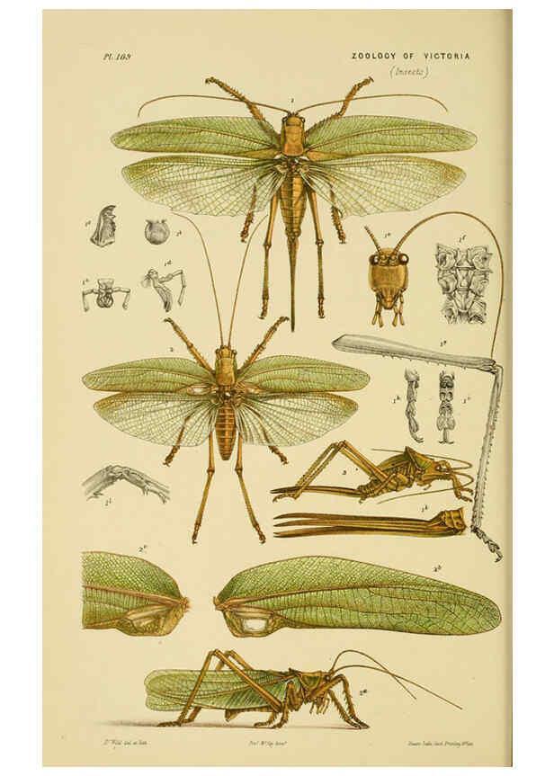 Reproducción/Reproduction 6008514100: Natural history of Victoria. Dec.11-15 Melbourne,J.Ferres, government printer;1885-90