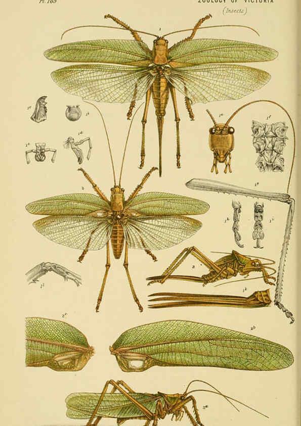 Reproducción/Reproduction 6008514100: Natural history of Victoria. Dec.11-15 Melbourne,J.Ferres, government printer;1885-90