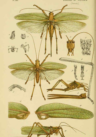 Reproducción/Reproduction 6008514100: Natural history of Victoria. Dec.11-15 Melbourne,J.Ferres, government printer;1885-90