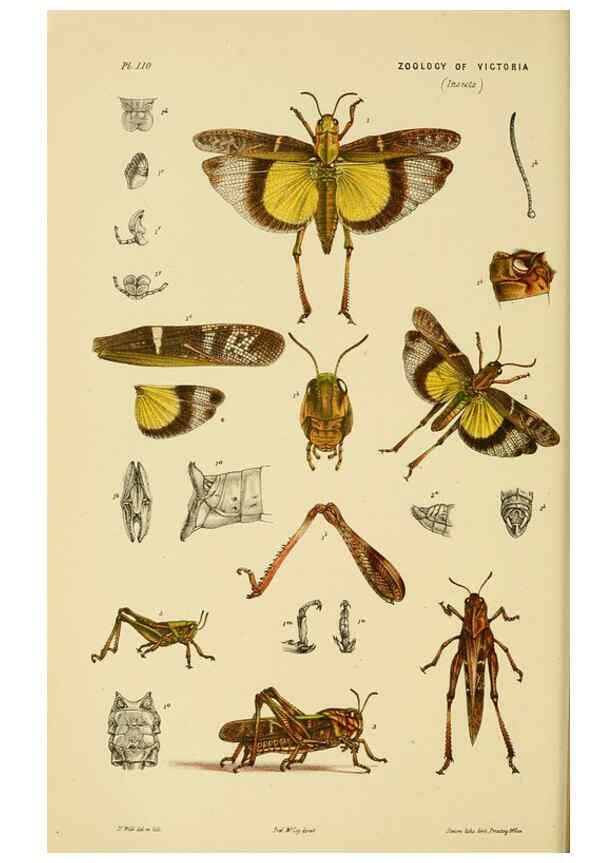 Reproducción/Reproduction 6008514234: Natural history of Victoria. Dec.11-15 Melbourne,J.Ferres, government printer;1885-90