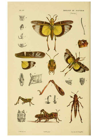 Reproducción/Reproduction 6008514234: Natural history of Victoria. Dec.11-15 Melbourne,J.Ferres, government printer;1885-90