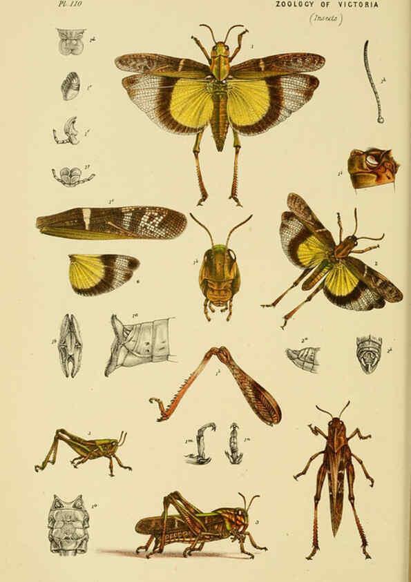 Reproducción/Reproduction 6008514234: Natural history of Victoria. Dec.11-15 Melbourne,J.Ferres, government printer;1885-90