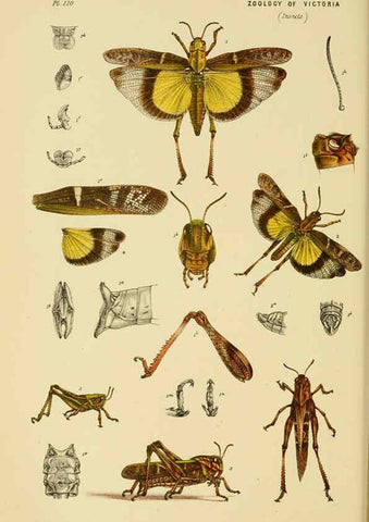 Reproducción/Reproduction 6008514234: Natural history of Victoria. Dec.11-15 Melbourne,J.Ferres, government printer;1885-90