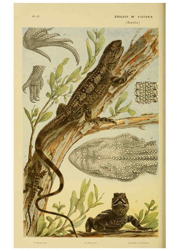 Reproducción/Reproduction 6007966545: Natural history of Victoria. Dec.11-15 Melbourne,J.Ferres, government printer;1885-90