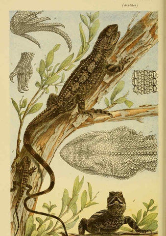 Reproducción/Reproduction 6007966545: Natural history of Victoria. Dec.11-15 Melbourne,J.Ferres, government printer;1885-90