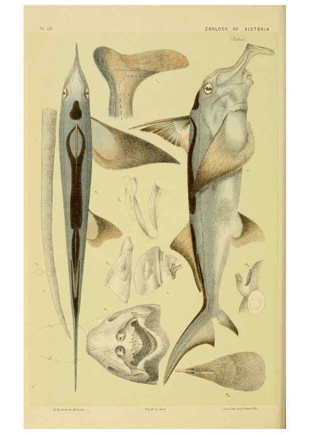 Reproducción/Reproduction 6007966679: Natural history of Victoria. Dec.11-15 Melbourne,J.Ferres, government printer;1885-90