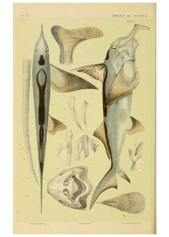 Reproducción/Reproduction 6007966679: Natural history of Victoria. Dec.11-15 Melbourne,J.Ferres, government printer;1885-90