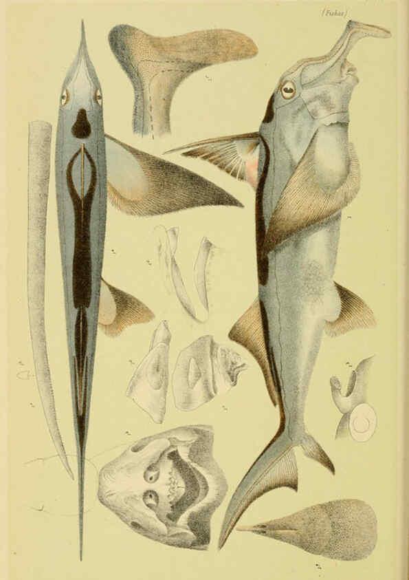 Reproducción/Reproduction 6007966679: Natural history of Victoria. Dec.11-15 Melbourne,J.Ferres, government printer;1885-90