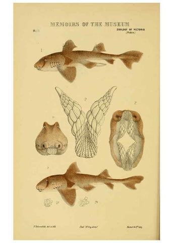 Reproducción/Reproduction 6008514636: Natural history of Victoria. Dec.11-15 Melbourne,J.Ferres, government printer;1885-90