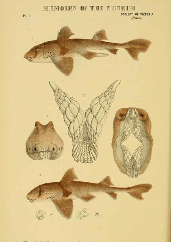 Reproducción/Reproduction 6008514636: Natural history of Victoria. Dec.11-15 Melbourne,J.Ferres, government printer;1885-90