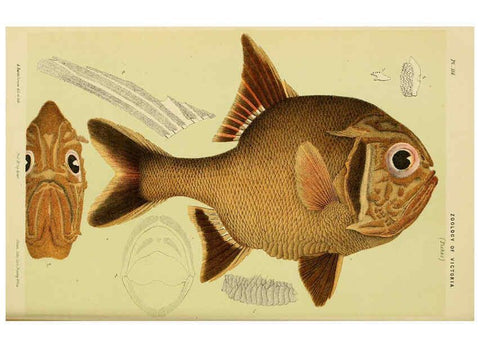 Reproducción/Reproduction 6007966957: Natural history of Victoria. Dec.11-15 Melbourne,J.Ferres, government printer;1885-90