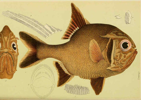 Reproducción/Reproduction 6007966957: Natural history of Victoria. Dec.11-15 Melbourne,J.Ferres, government printer;1885-90