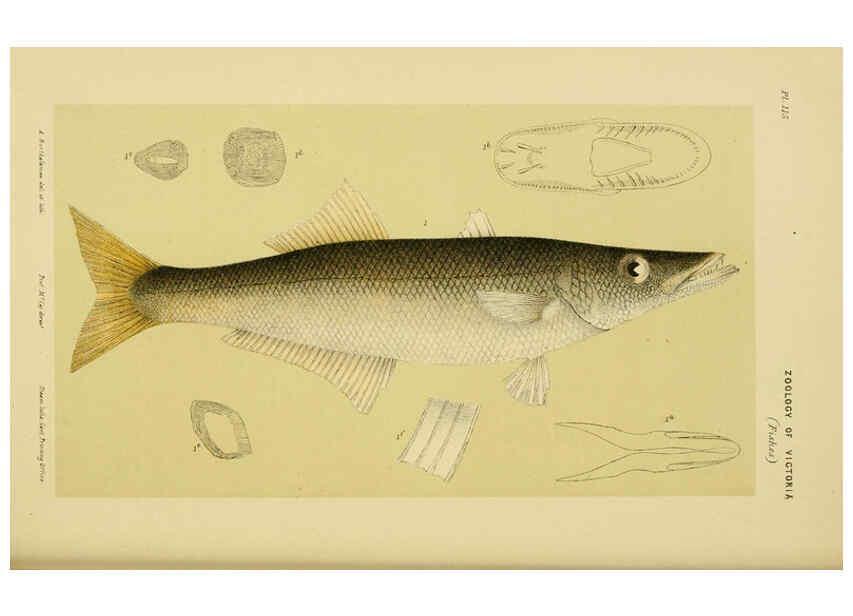 Reproducción/Reproduction 6007967093: Natural history of Victoria. Dec.11-15 Melbourne,J.Ferres, government printer;1885-90