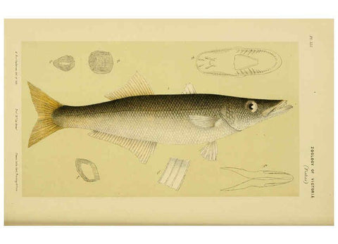 Reproducción/Reproduction 6007967093: Natural history of Victoria. Dec.11-15 Melbourne,J.Ferres, government printer;1885-90