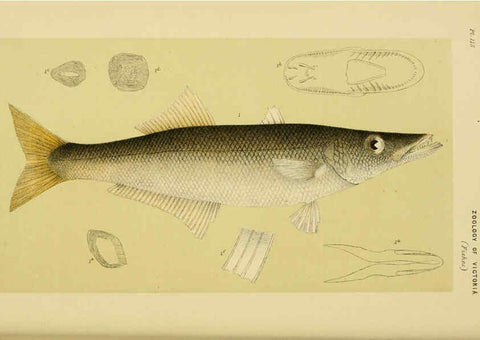 Reproducción/Reproduction 6007967093: Natural history of Victoria. Dec.11-15 Melbourne,J.Ferres, government printer;1885-90